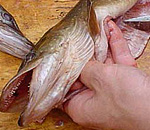 Особенности разделки речной и морской рыбы