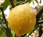 Цедра лимона фото